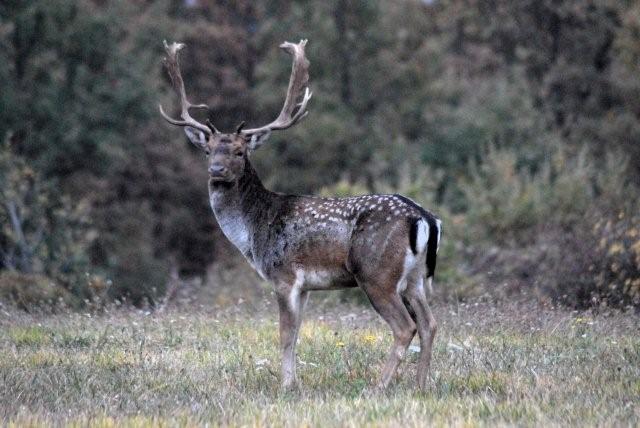 QUIZ:  INDOVINA L''UNGULATO!!! (per i non 